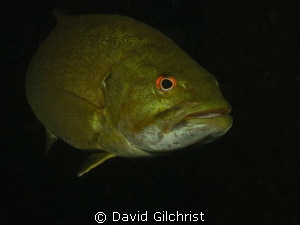 Another Bass portrait taken today at the Swing Bridge sit... by David Gilchrist 